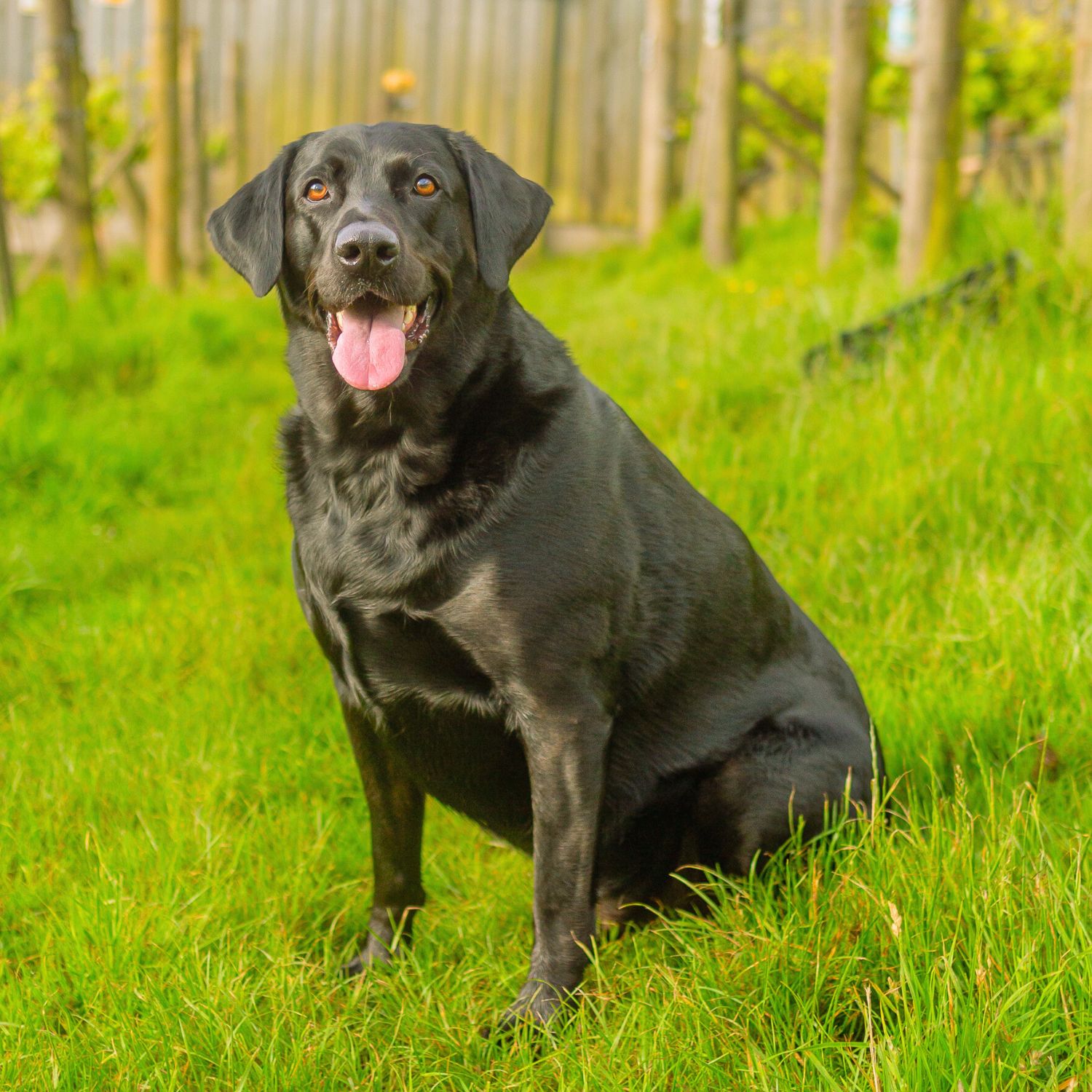 Meopham-Valley-Vineyard-Kent-English-Bailey-Black-Labrador-3