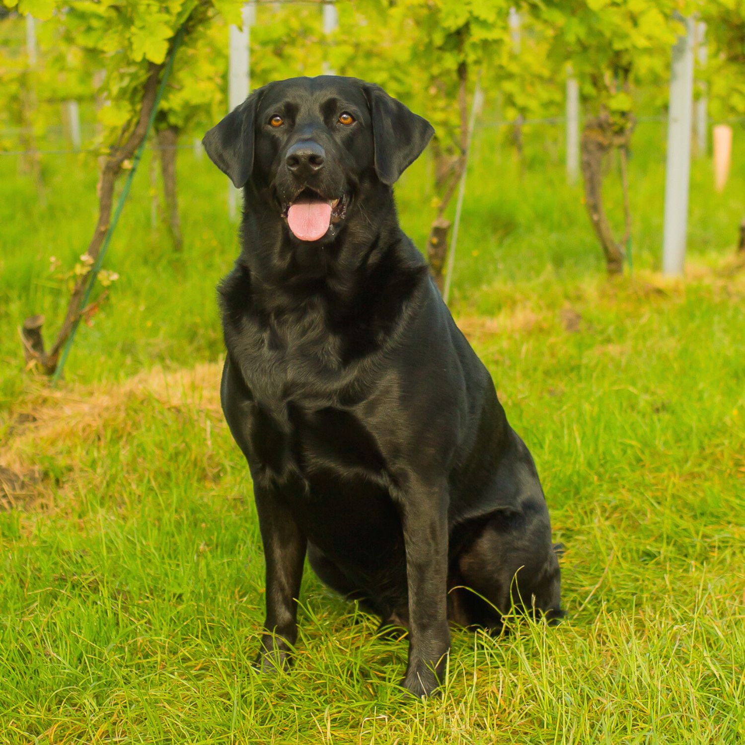 Meopham-Valley-Vineyard-Kent-English-Bailey-Black-Labrador-5