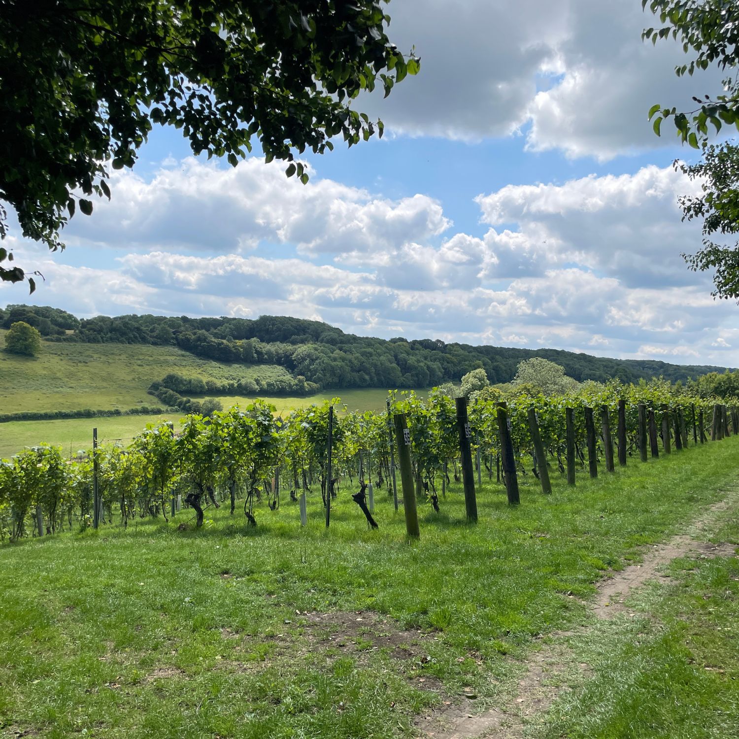 Meopham-Valley-Vineyard-Kent-English-Wine-Tour-Experience-Vineyard